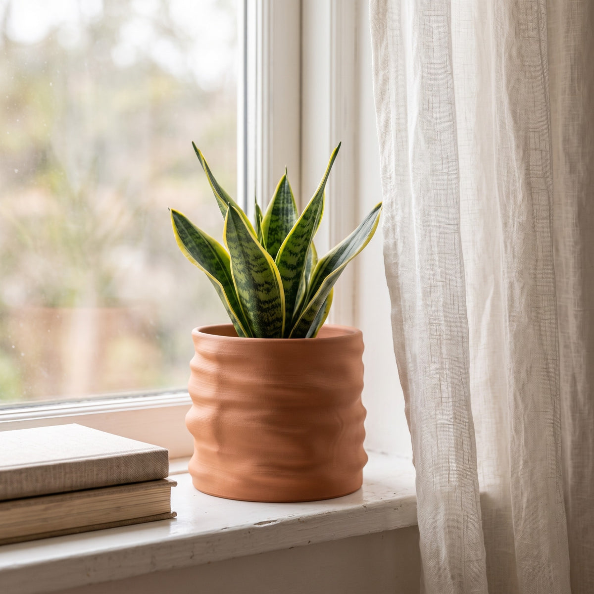 Clayla planter with a snake plant on a sunny windowsill